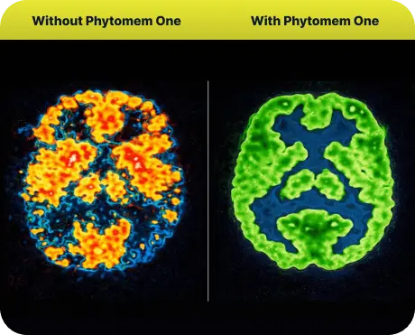 Phytomem One supplement
